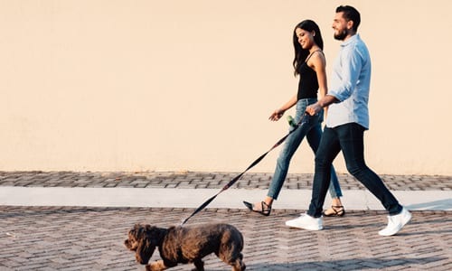 lifestyle image of two people walking their dog outdoors
